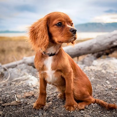 zumo de noni para perros