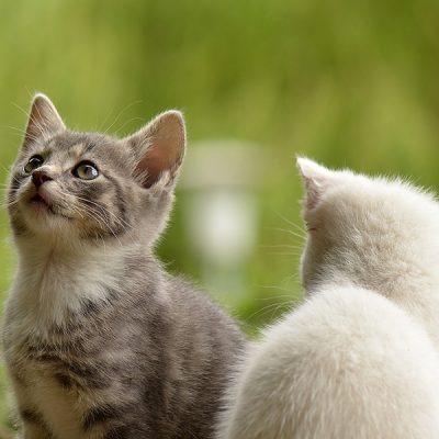 zumo de noni para gatos